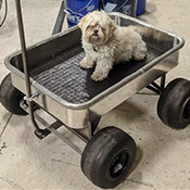 Metal wagon with dog sitting in it